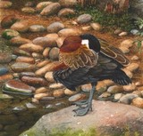 whistling duck miniature painting