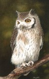 white faced owl miniature painting