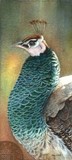 peacock miniature painting